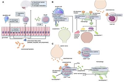 Neuroimmunogastroenterology: At the Interface of Neuroimmunology and Gastroenterology